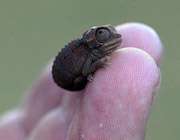 brookesia micra