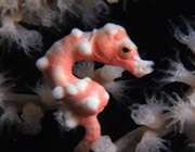 hippocampus denise
