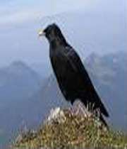 زاغ و کبک نخجیر زاغ و کبک نخجیر