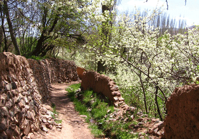 ابیانه