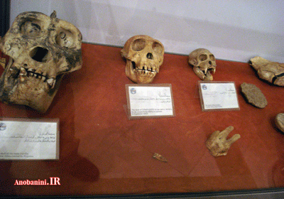موزه گردی