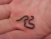 leptotyphlops carlae