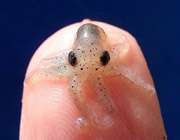 octopus wolfi
