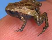paedophryne amauensis