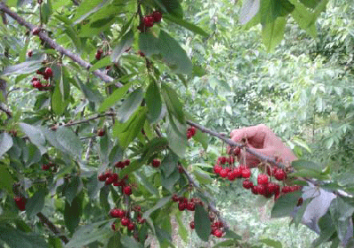 دشت گرچال