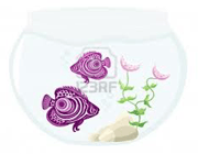 چگونه چلبک می روید