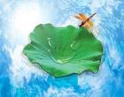 نیلوفر آبی