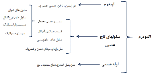 ساختار و اعمال دستگاه عصبی