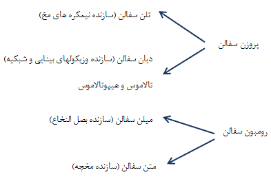 ساختار و اعمال دستگاه عصبی