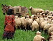 گنهکاران بی خیال