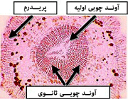 پریدرم