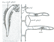 ریشه