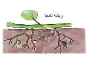 ریشه