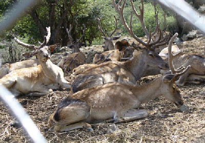 کلیبر