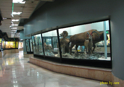 موزه تاریخ طبیعی