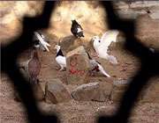 قبرستان بقیع
