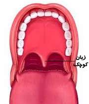 زبان کوچک