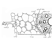 ریشه