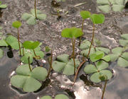 انواع ریشه