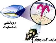 مایت