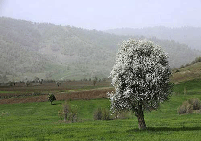 کردستان
