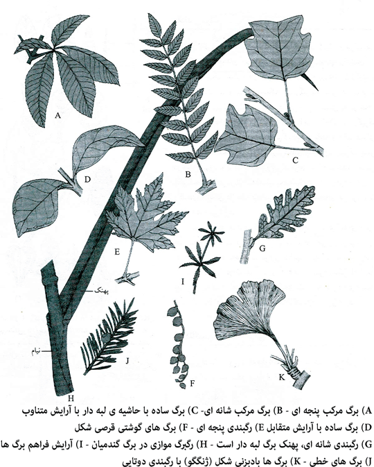 Image result for ‫انواع برگ ها‬‎