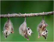 صاریغ (opossum)
