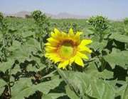 مازندران رتبه نخست طرح مزرعه تابستانی من را کسب کرد