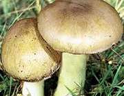 مسمومیت غذایی
