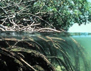 انواع ریشه