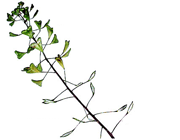 میوه های حقیقی