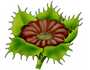 میوه های حقیقی