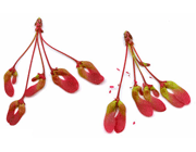 میوه های حقیقی