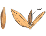 میوه های حقیقی