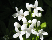 گل یاس رازقی