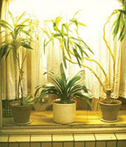 ویژگیهای یک بوستان خانگی