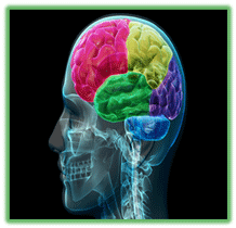 همه چیز درباره دوزبانگی