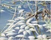 خورموسی