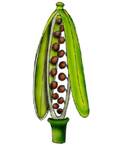 میوه های حقیقی