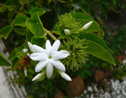 گل یاس رازقی