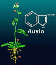 هورمون های گیاهی