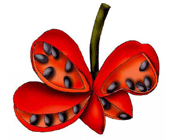 میوه های حقیقی