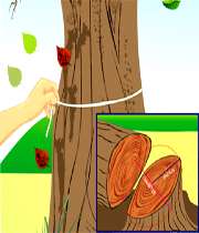 تعیین سن درخت