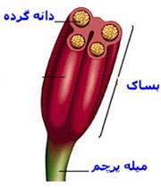 دستگاه تولید مثل جنسی در گیاهان