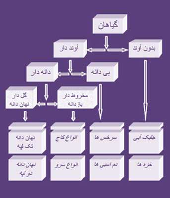 طبقه بندی گیاهان