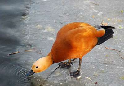 تالاب شیرین سو
