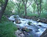 جاذبه گرایی