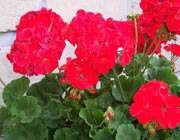 کشف یک داروی جدید برای ایدز