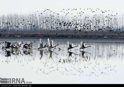 پرندگان سلکه