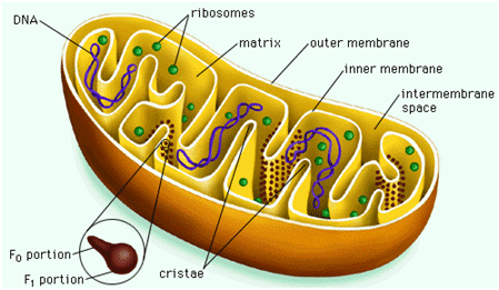 میتوکندری